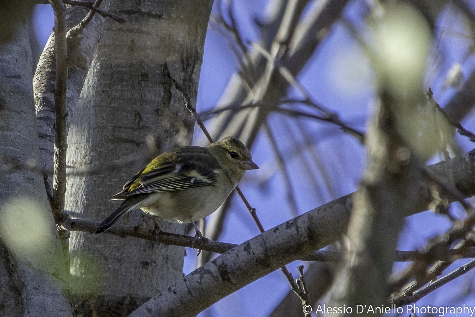 Fringuello (femmina)