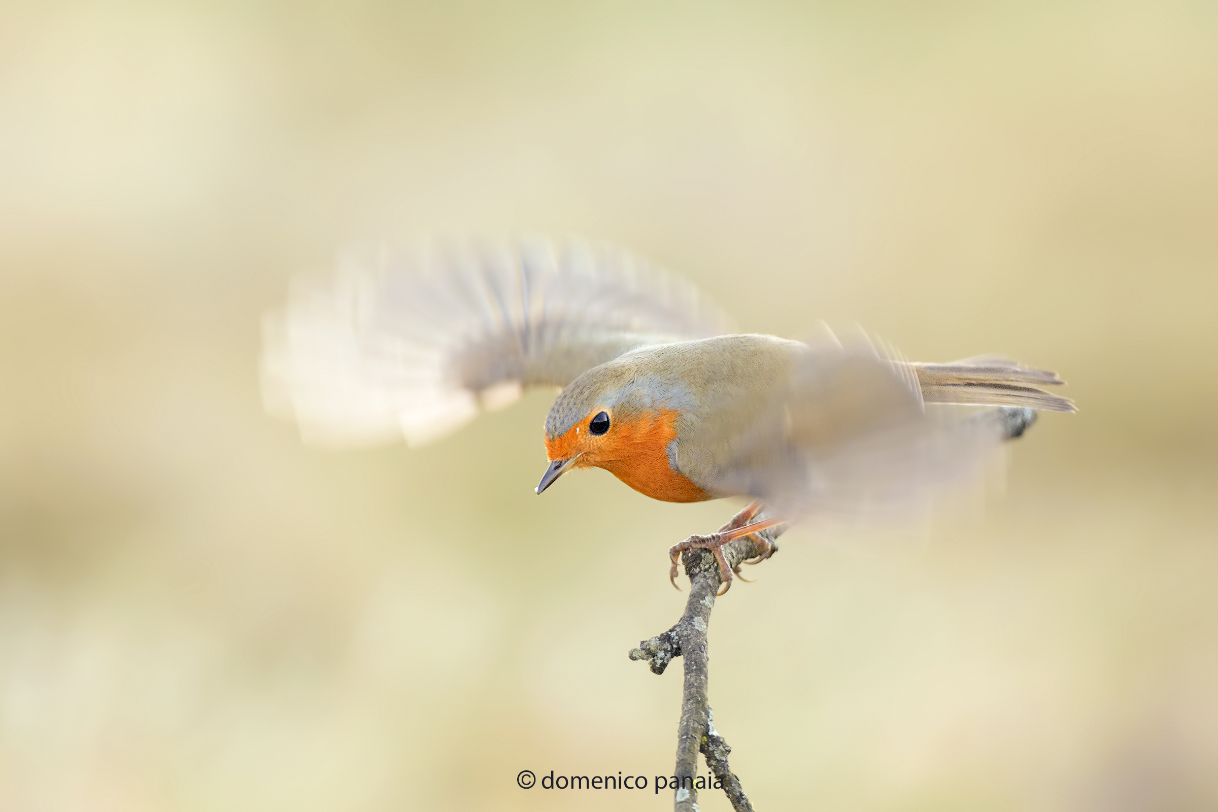 pronti al volo
