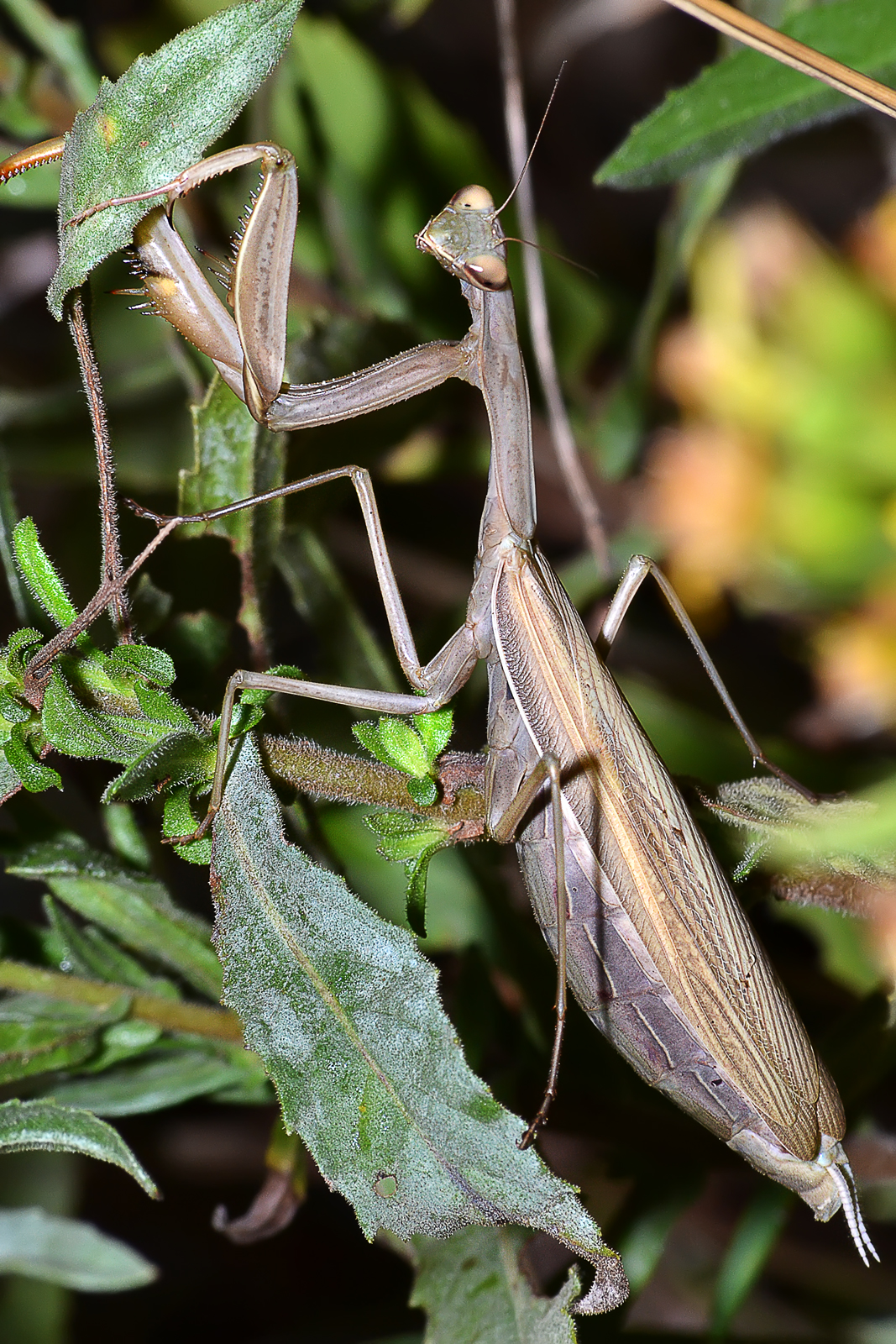 Mantis religiosa