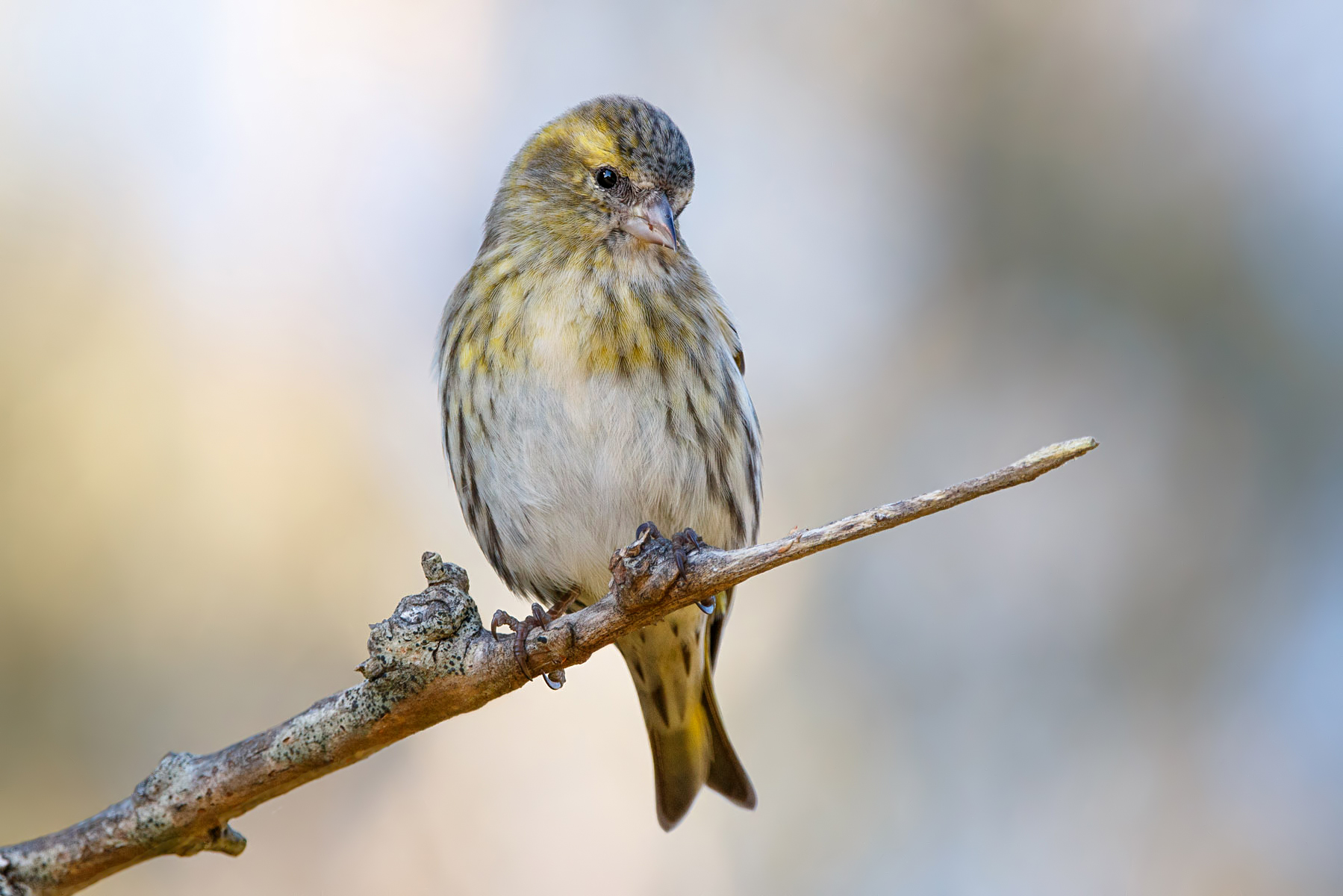 Siskin eurasiatico