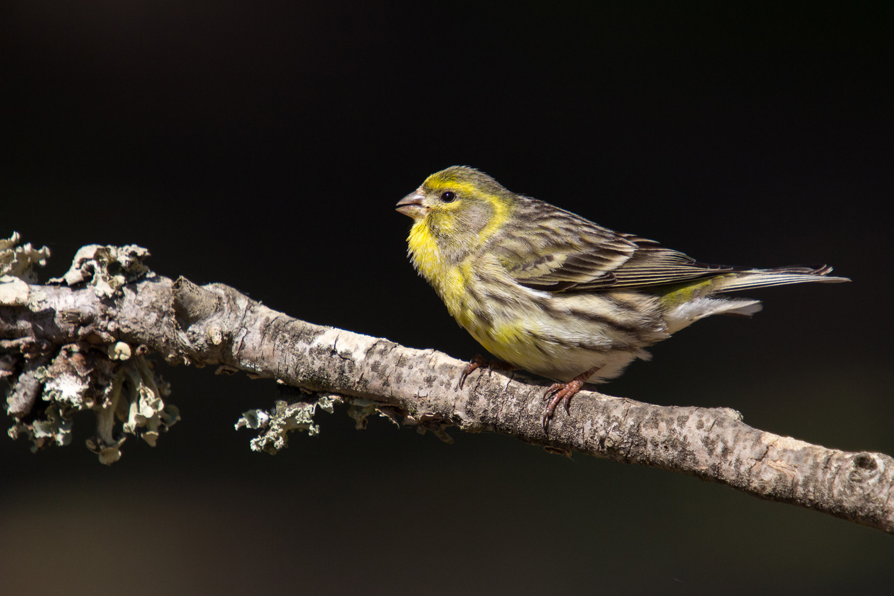 Serina europea