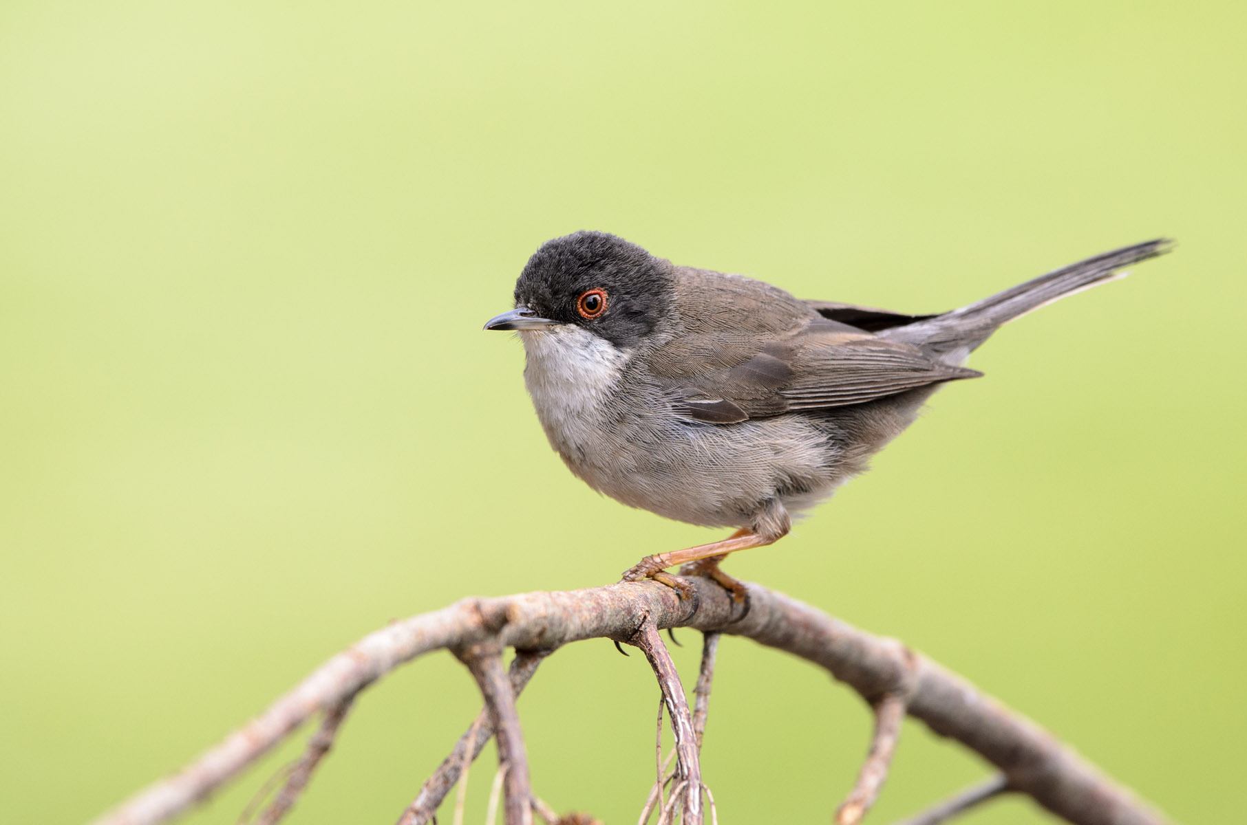 Warbler sardo