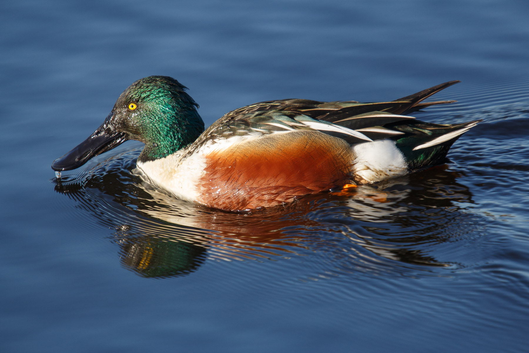 Shoveler settentrionale