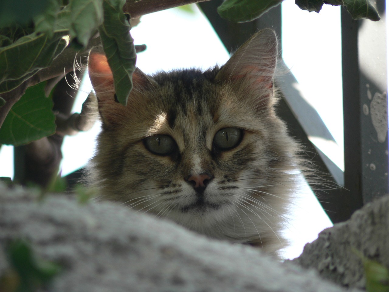 Un gatto timido, ma curioso