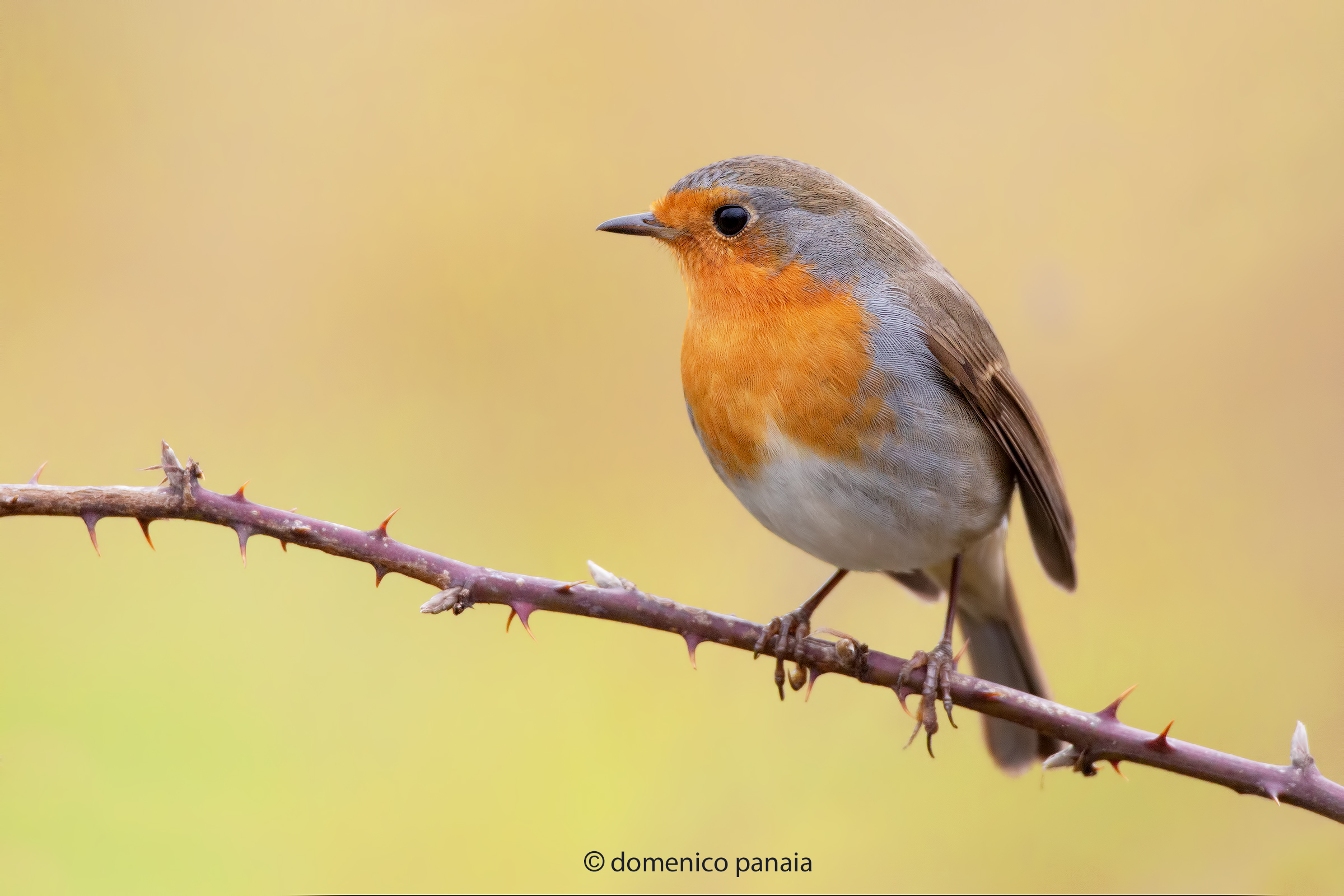 pettirosso