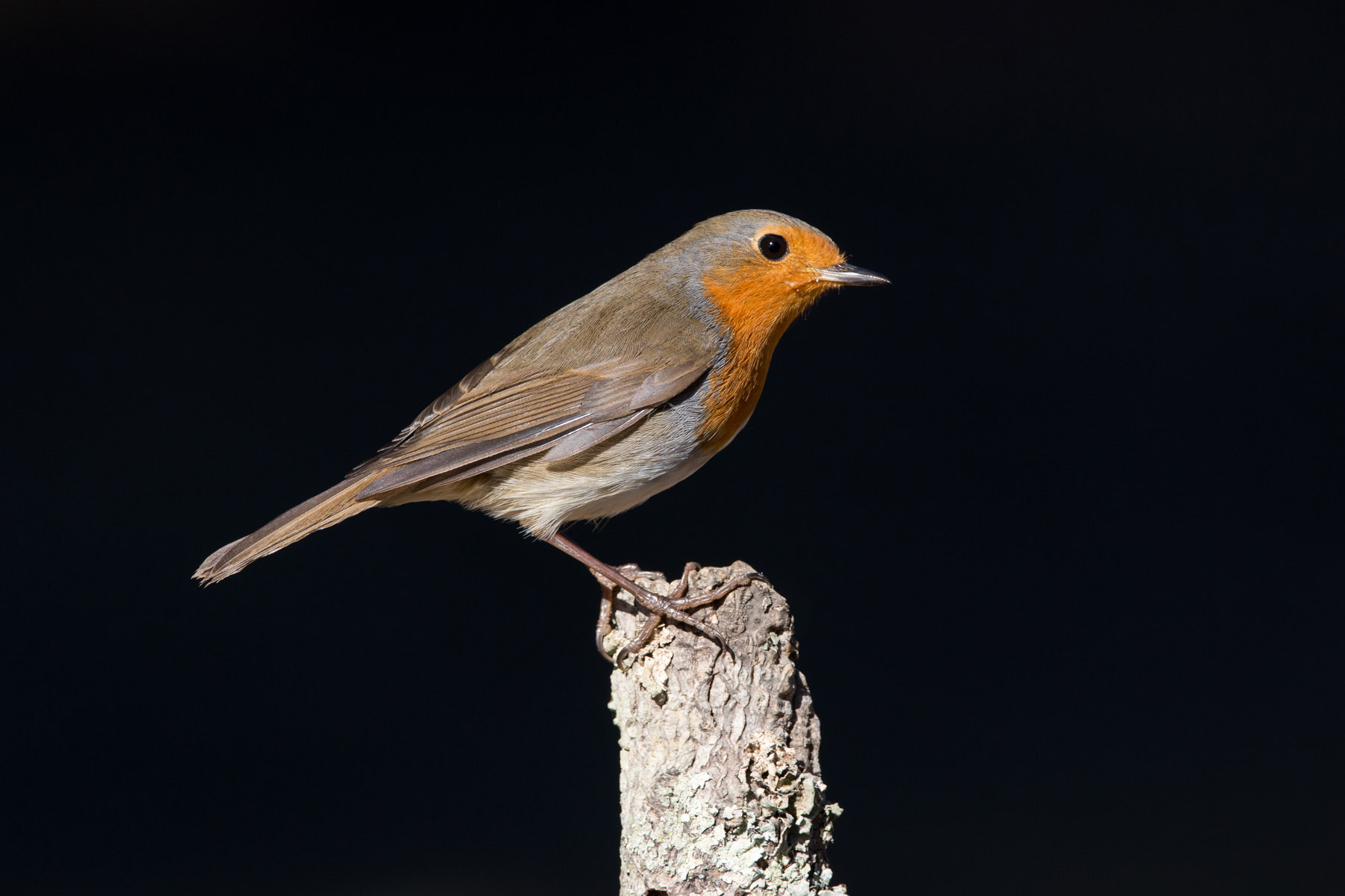 Pettirosso europeo