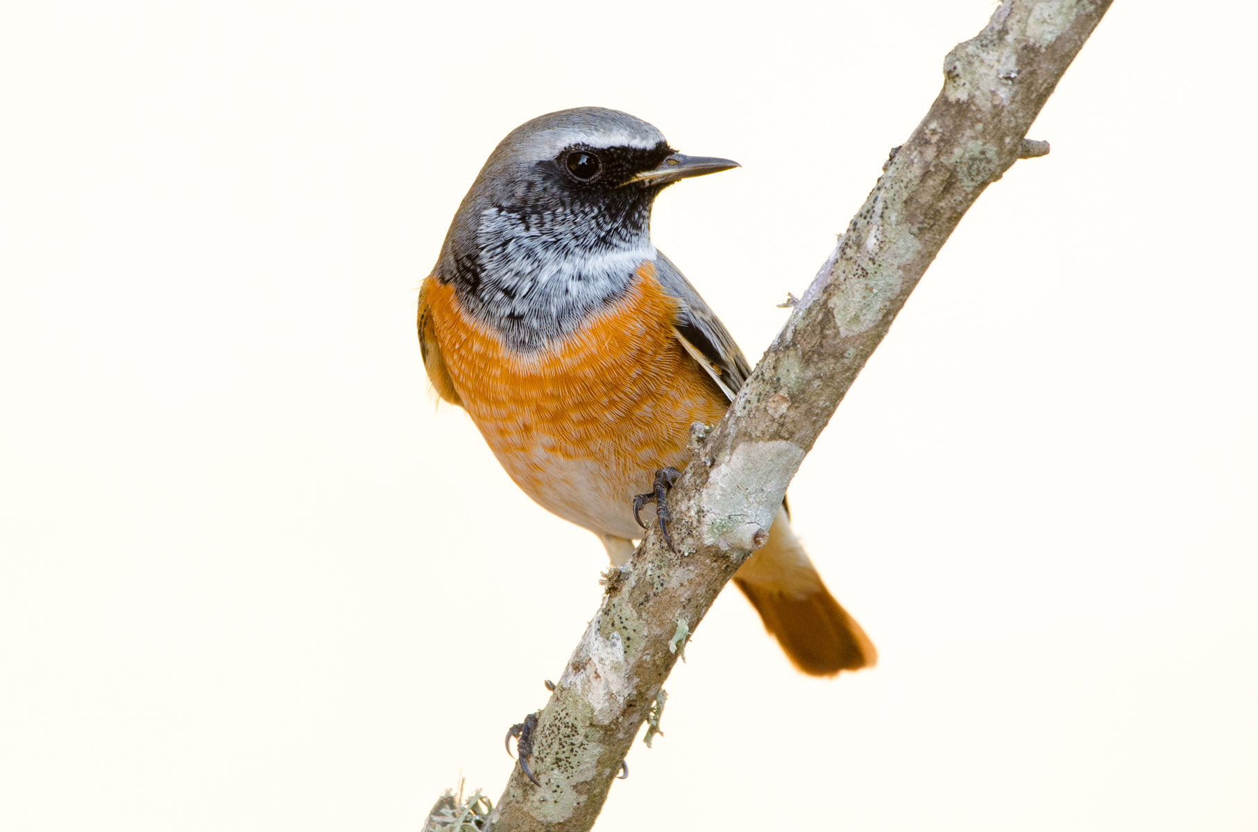 Redstart comune