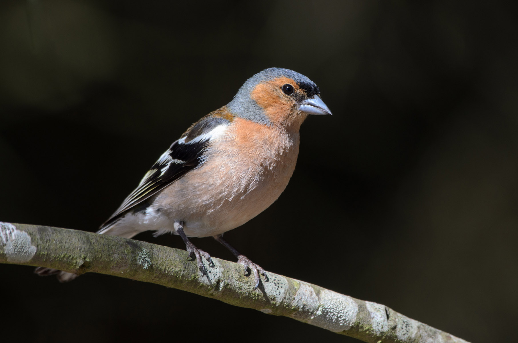 Chaffinch comune