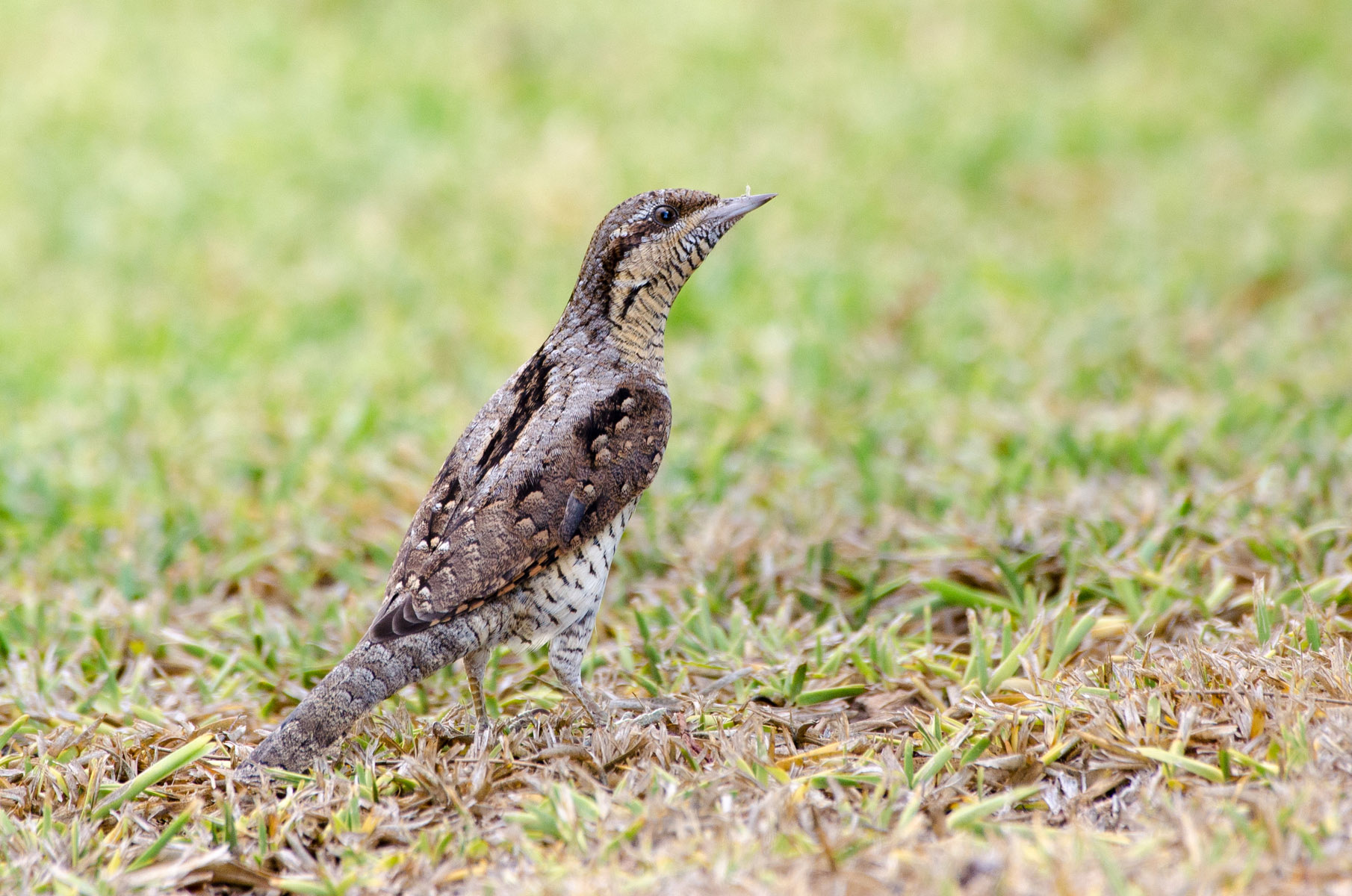 Wryneck eurasiatico