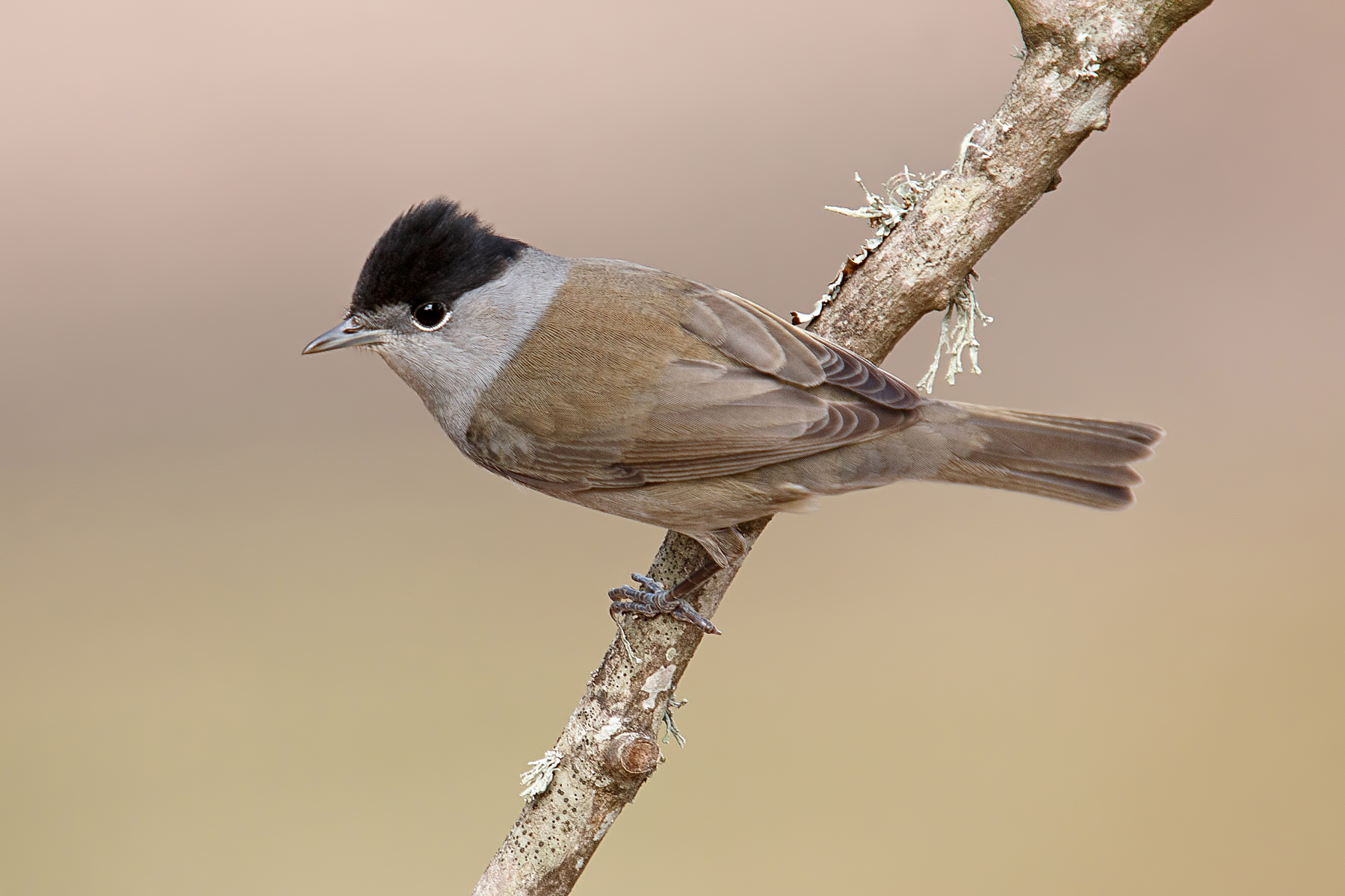 Berretto nero eurasiatico