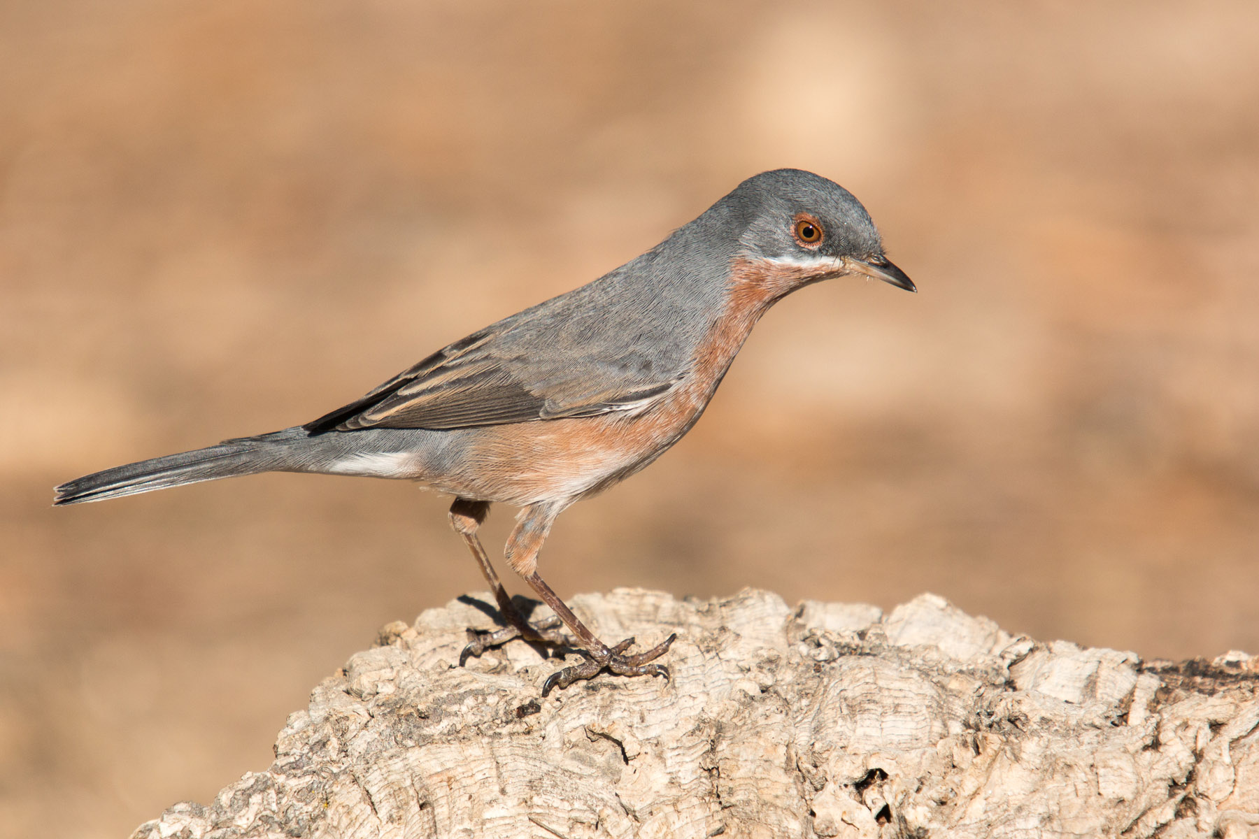 Warbler subalpino orientale
