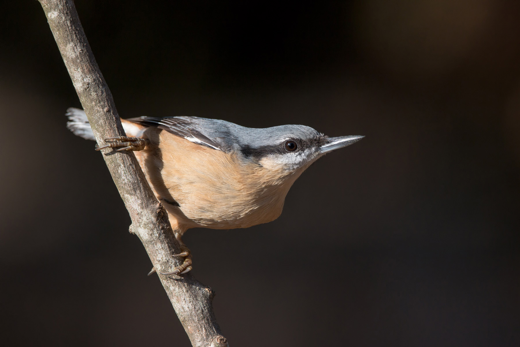 Nuthatch eurasiatico