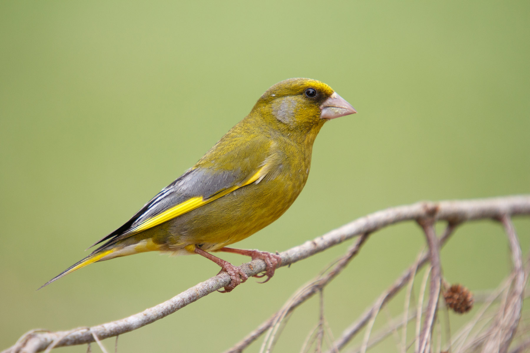 Cardellino verde europeo