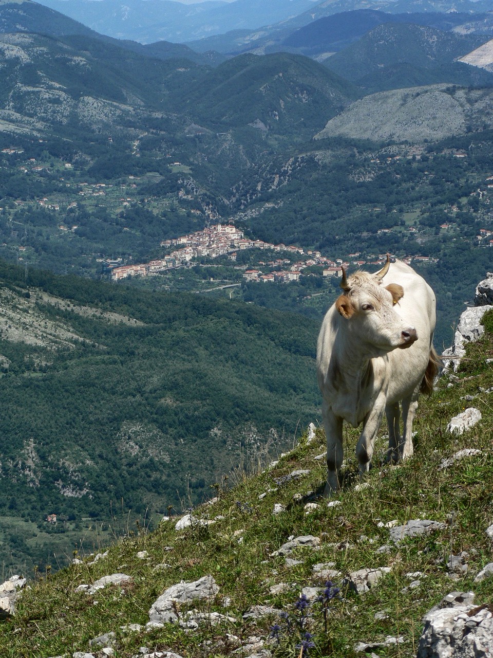 La mucca e il paese (Rivello, PZ)