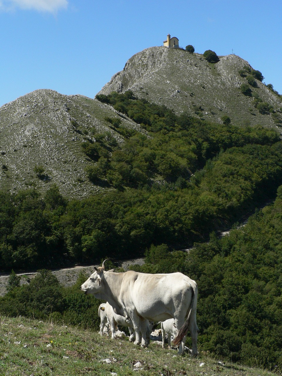 Mucche al pascolo e la chiesa del Monte (Trecchina, PZ)
