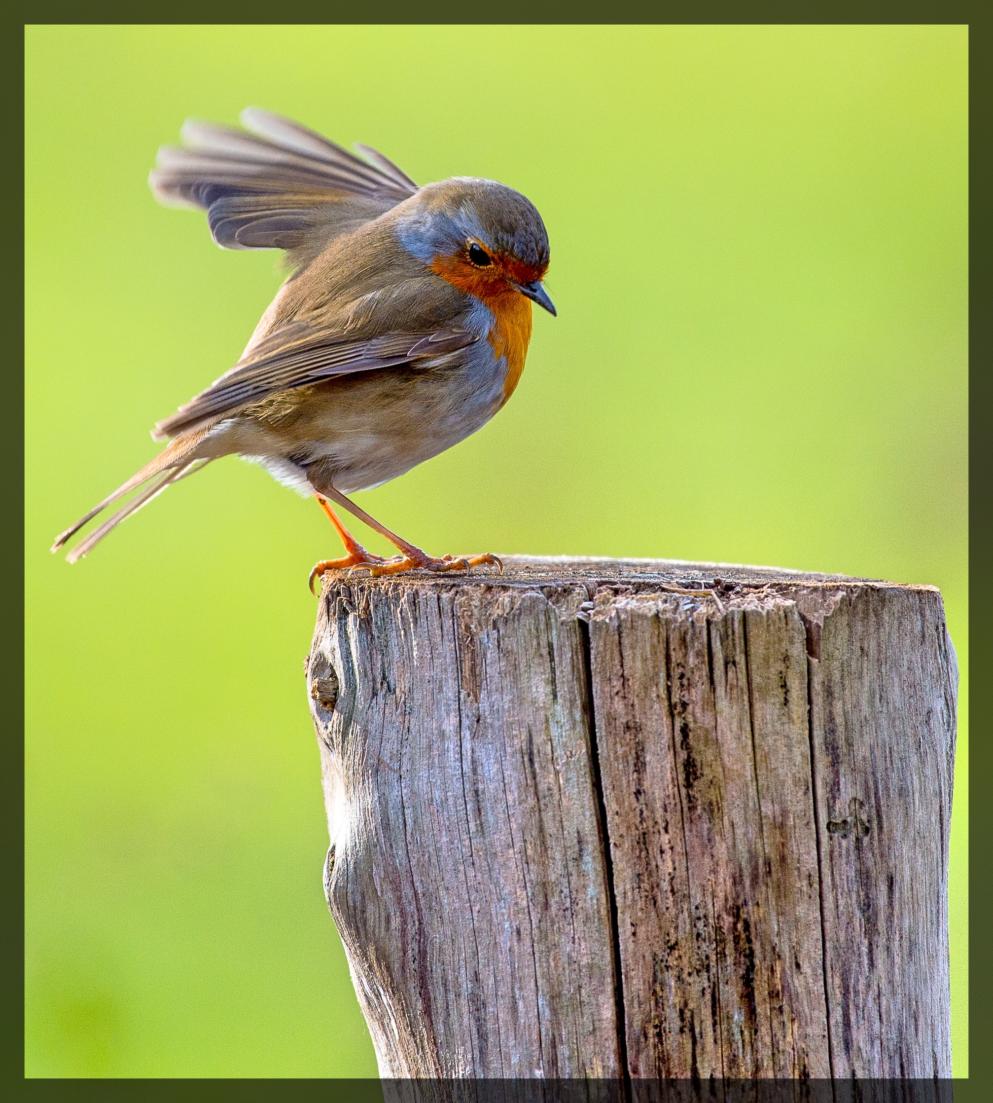 THE ROBIN