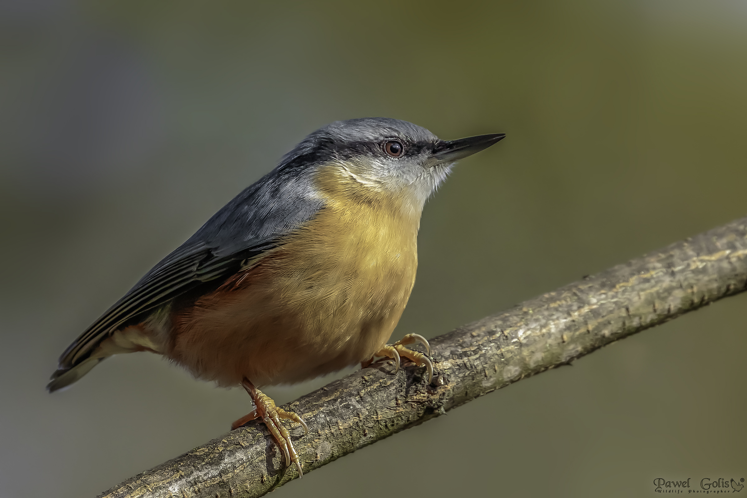 Nuthatch (Sitta europaea)
