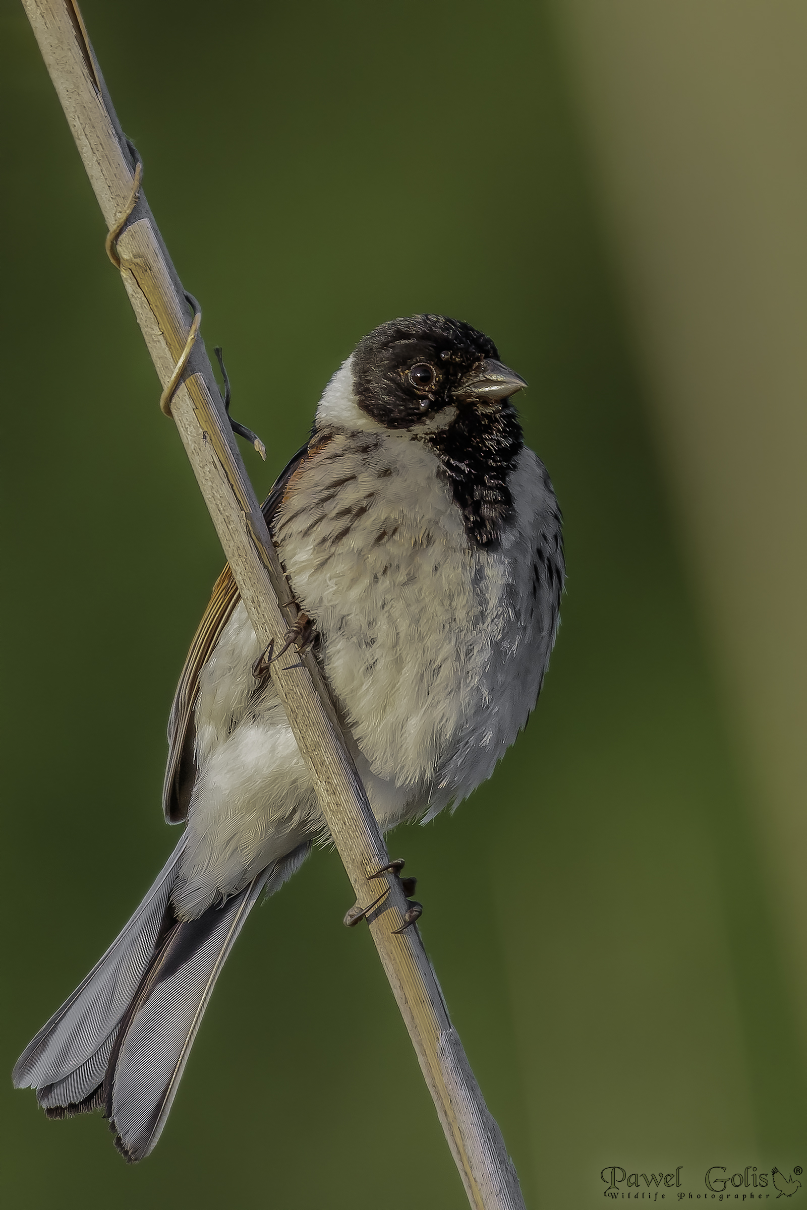Bunting di cana comune (Emberiza schoeniclus)