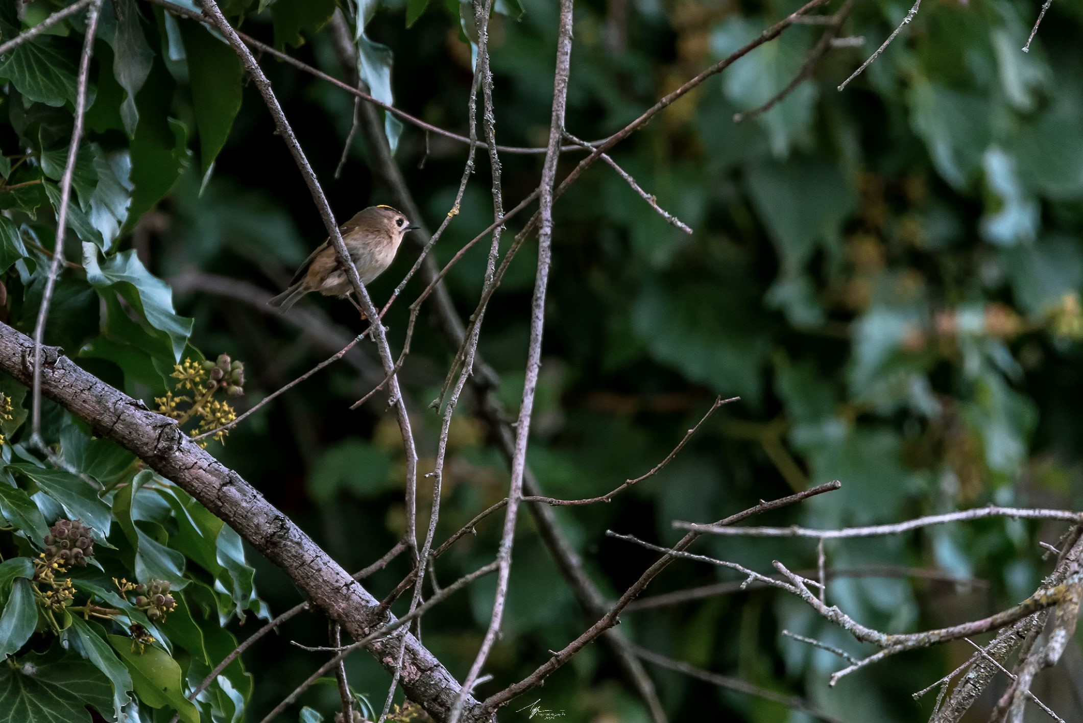 Regolo Comune (Regulus Regulus - L.)