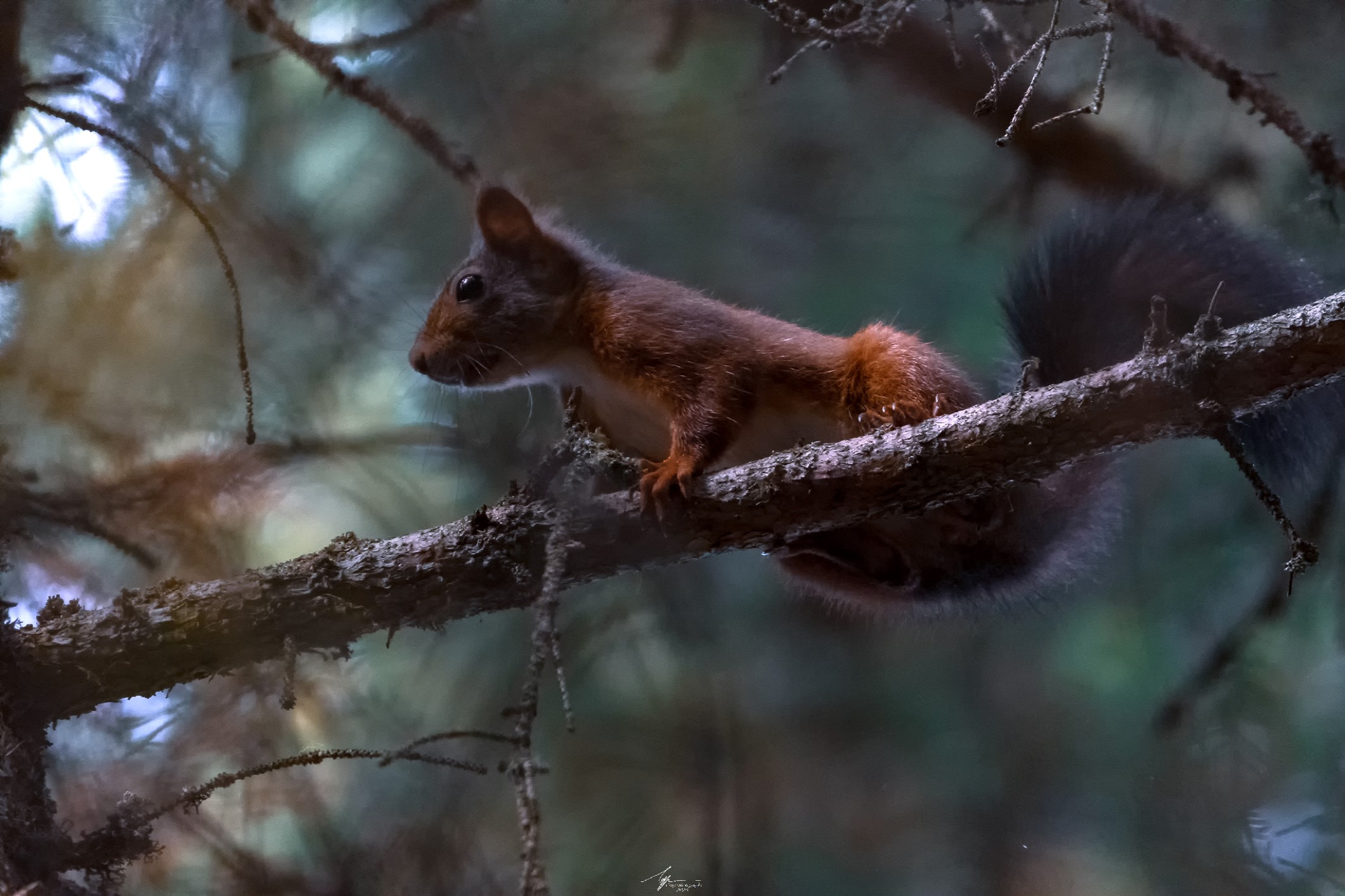 Scoiattolo Comune (Sciurus Vulgaris - L.)