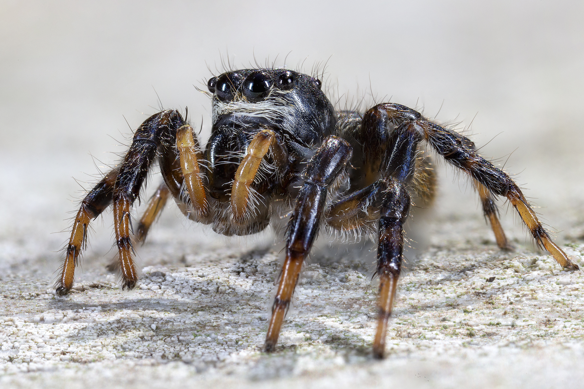 No ID