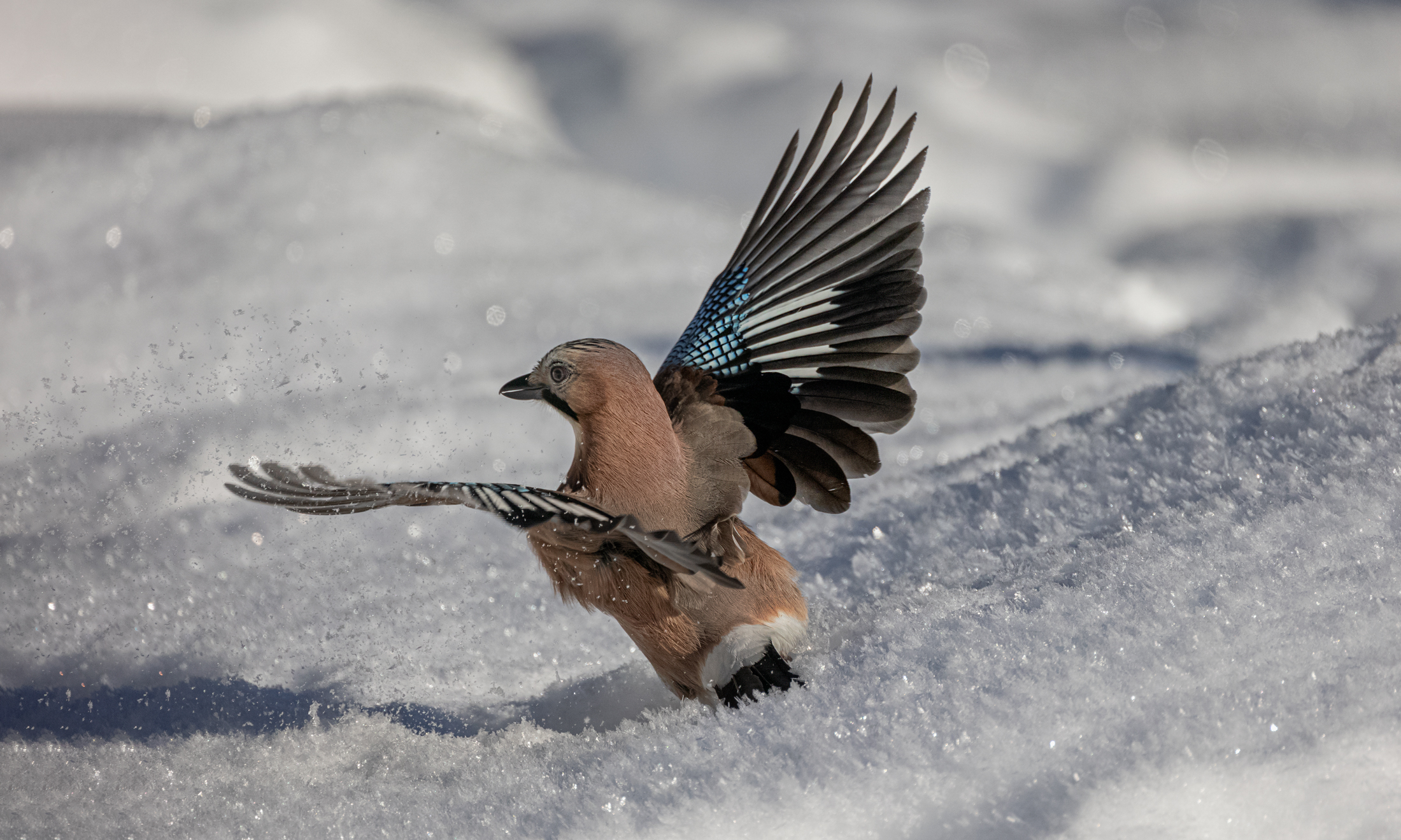 Giocando con la neve Ghiandaia.