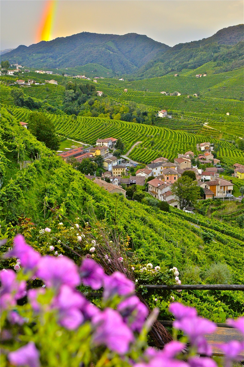 I vigneti del Prosecco