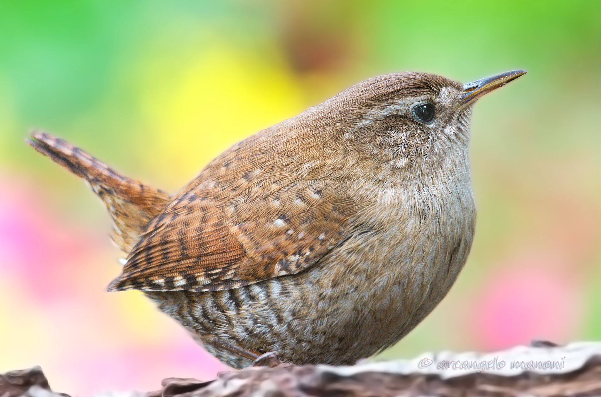 A wrea pound in the garden (no crop)
