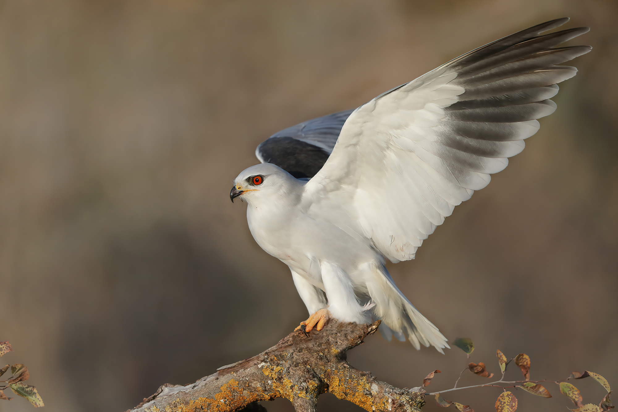 candore rapace, nibbio bianco