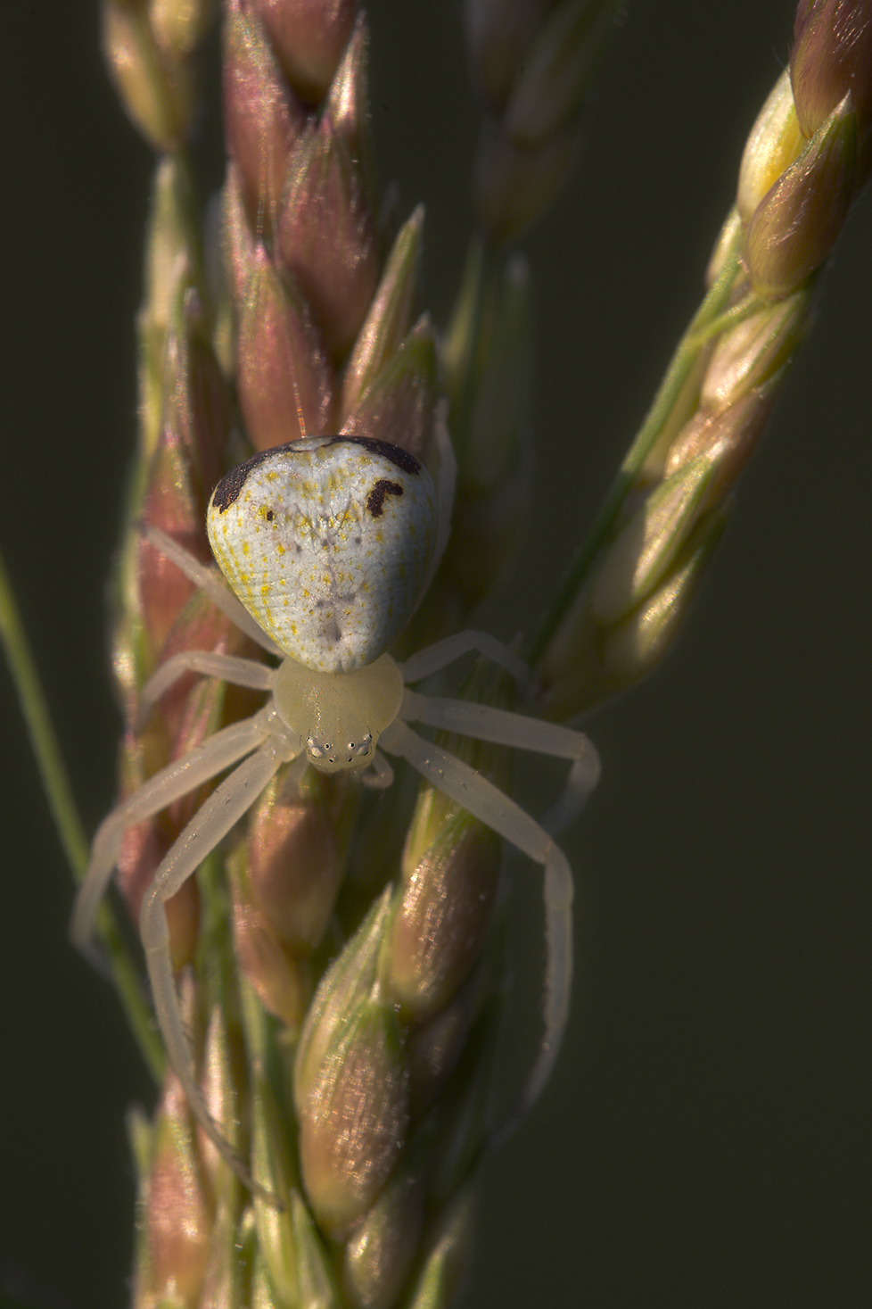 crab spider