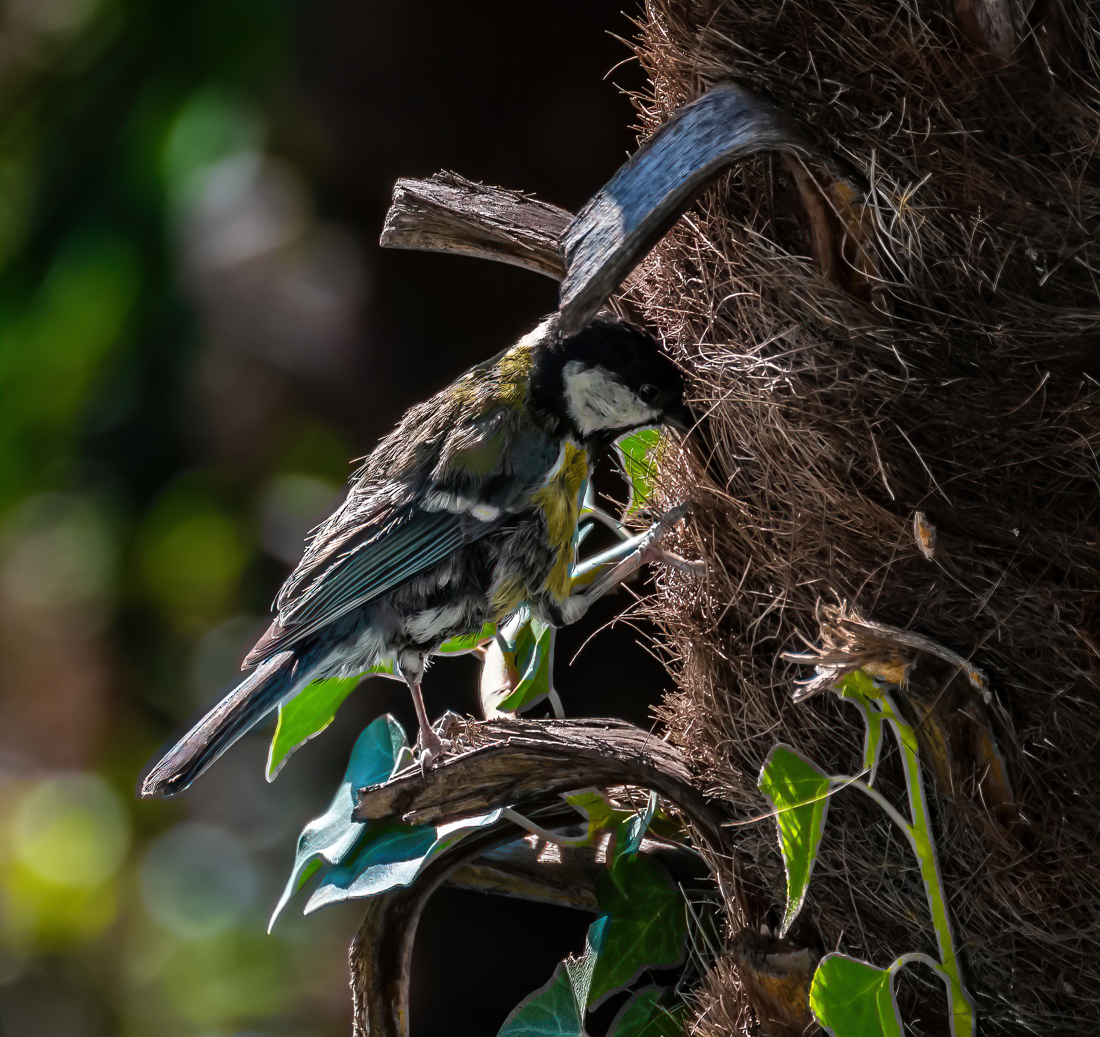 Cincia spellacchiata