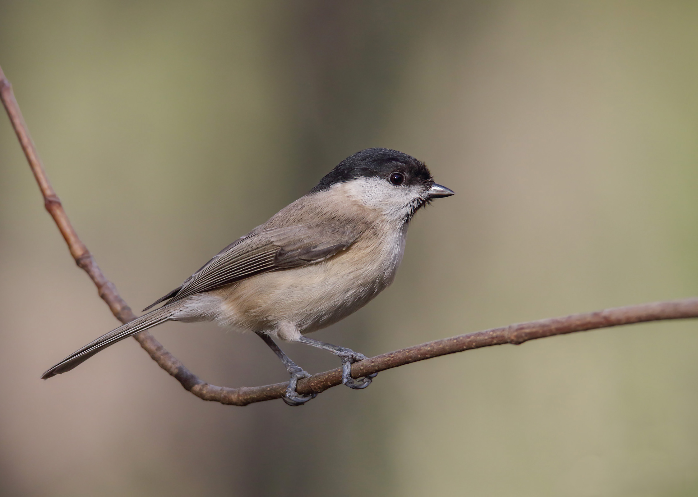 Cincia bigia (parus palustris)