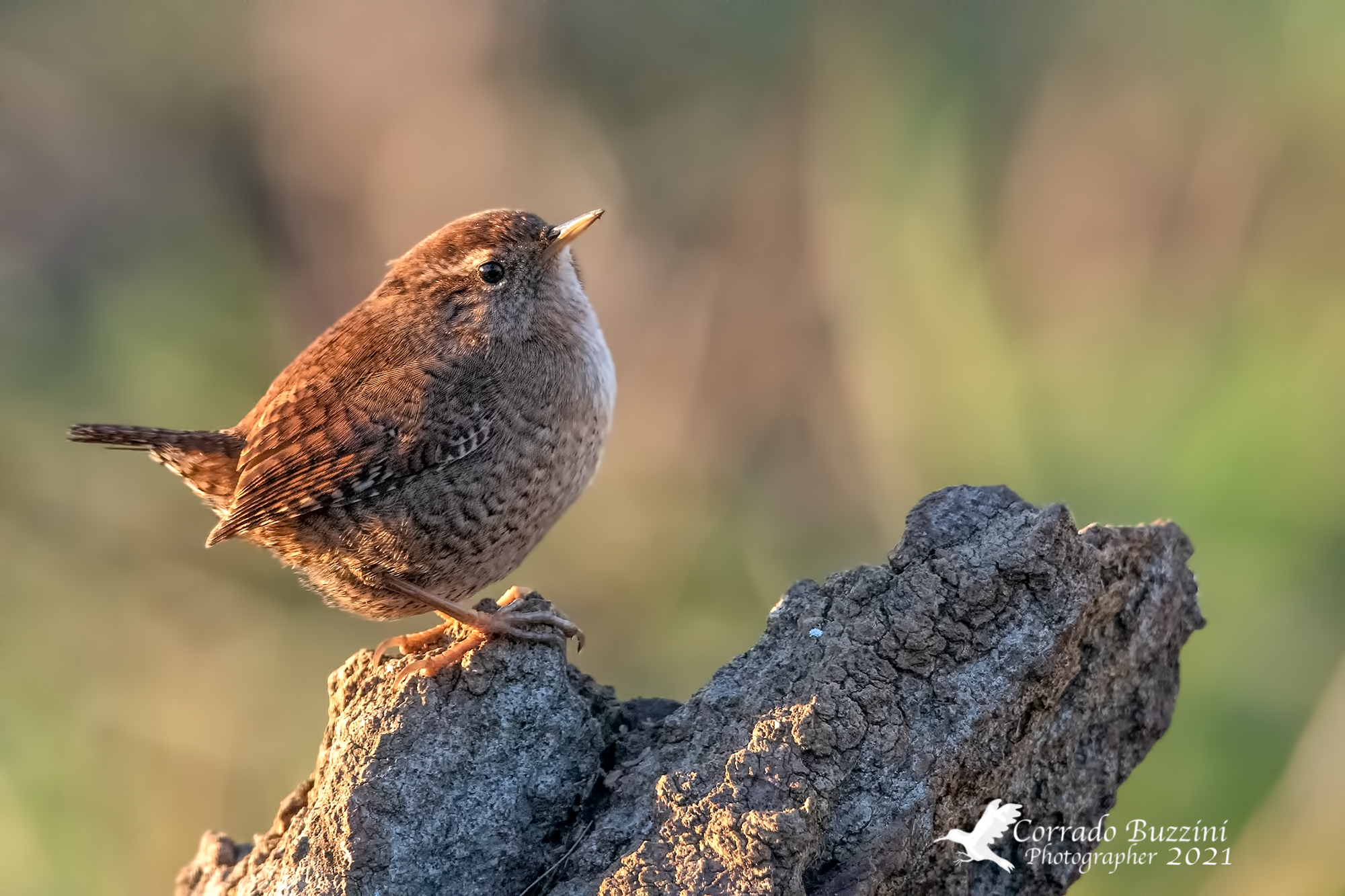 Wren