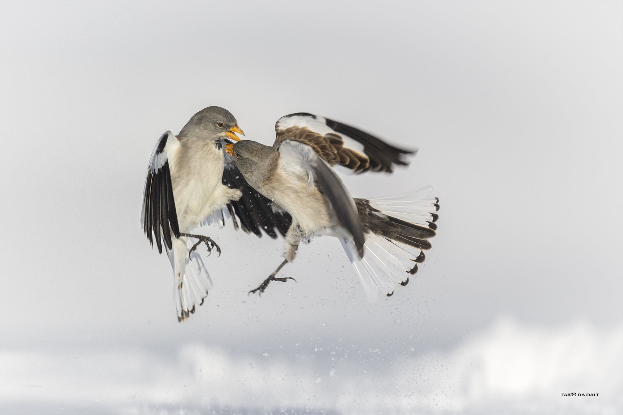 Alpine Finch
