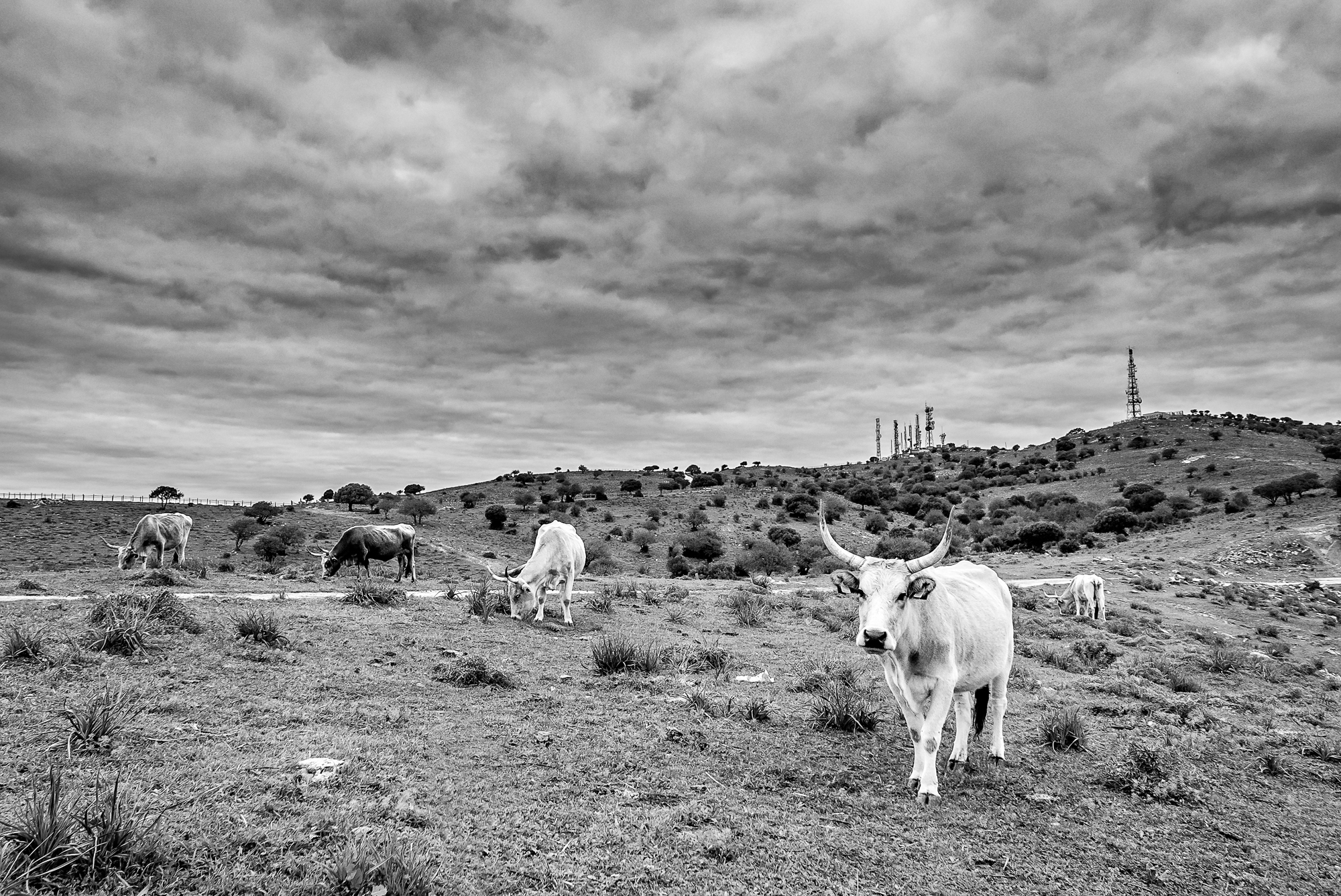 Pasture