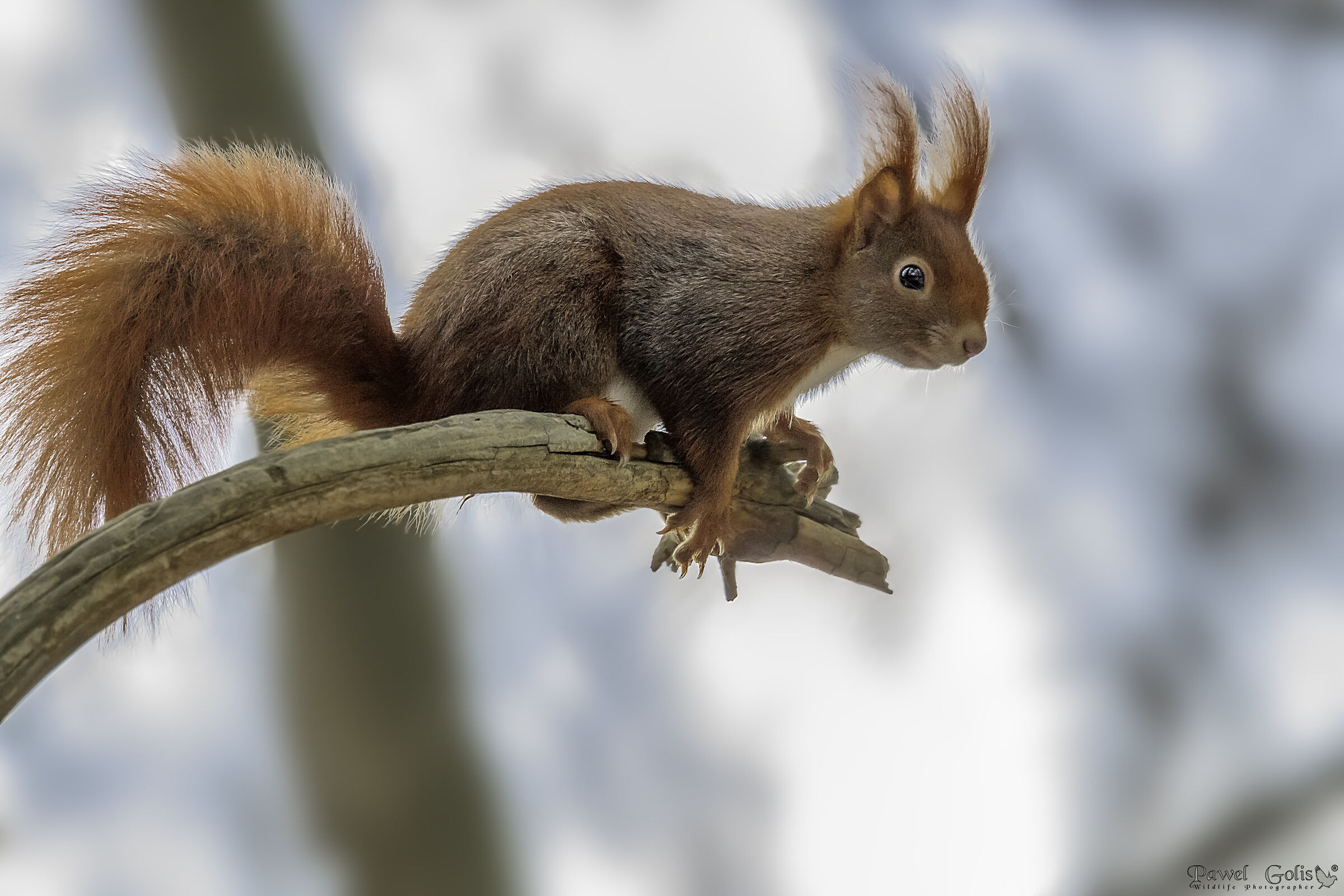 Squirell rosso (Sciurus vulgaris)