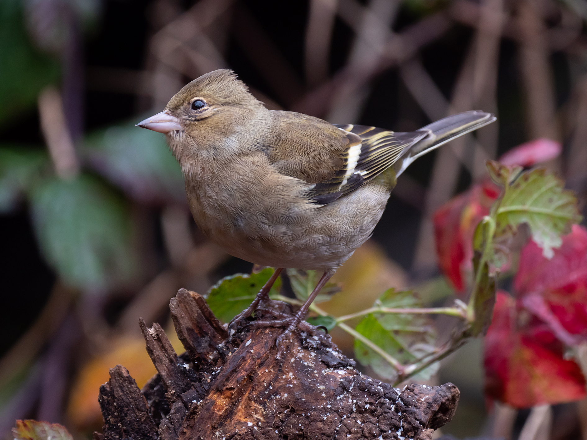 Fringuello (femmina)