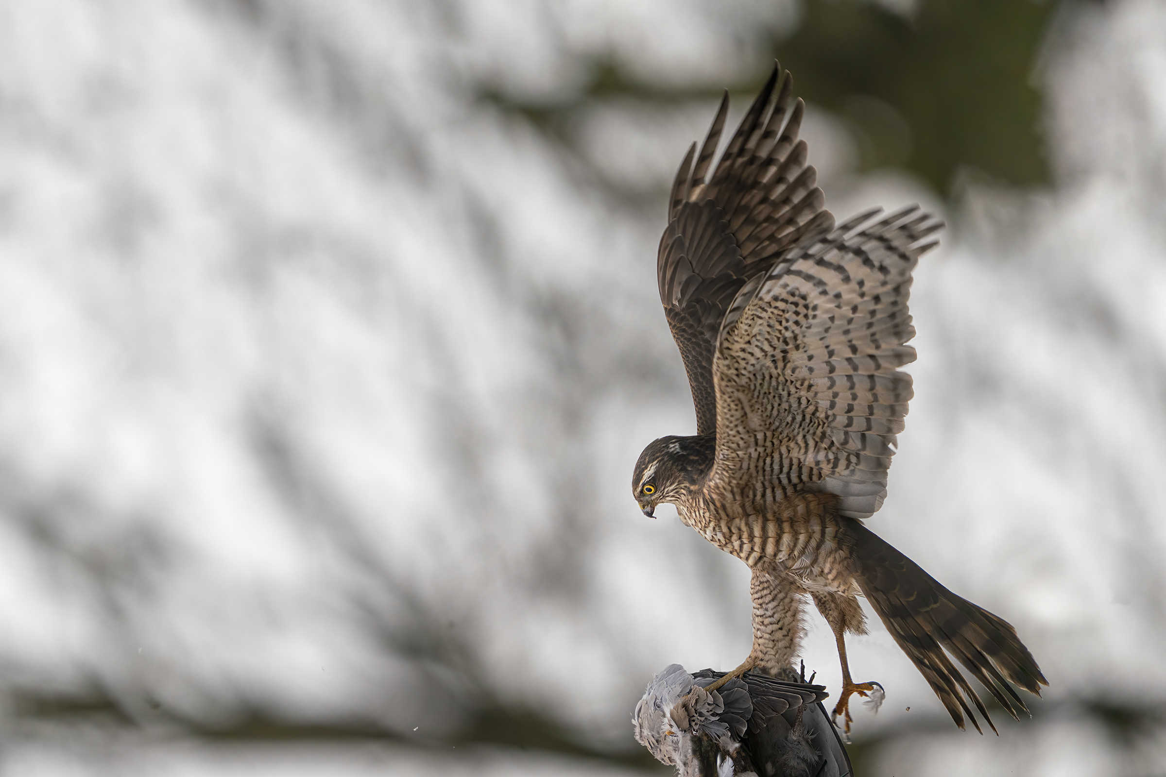 sparviere femmina in predazione