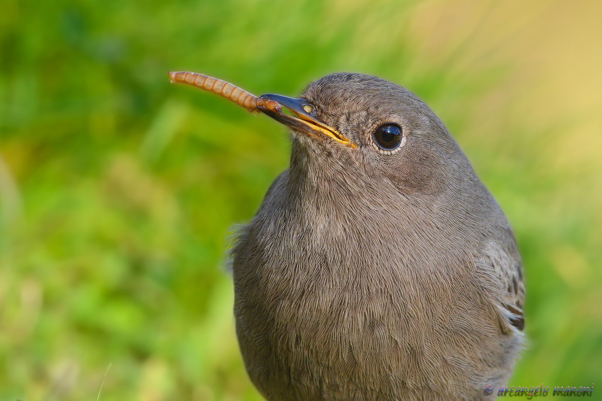 The Codirosso Trophy