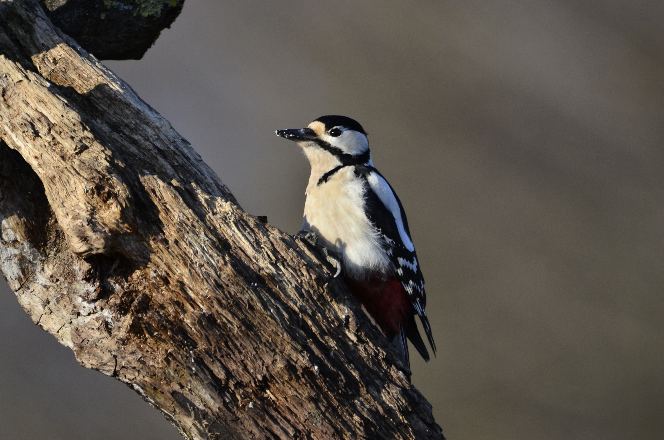 Picchio rosso maggiore