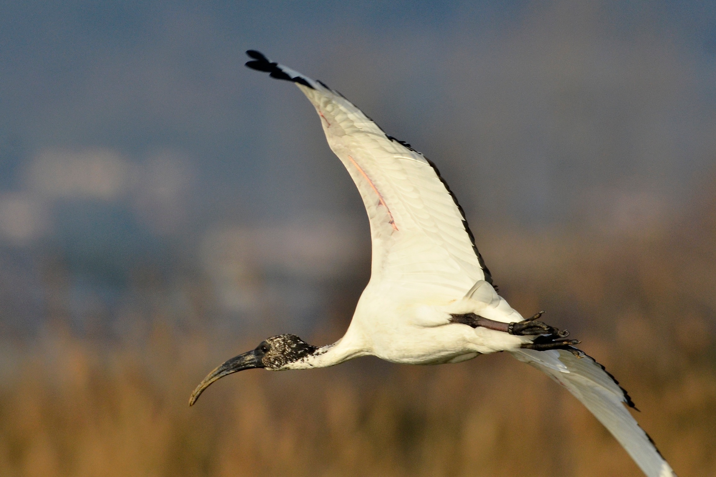 Sacred Ibis