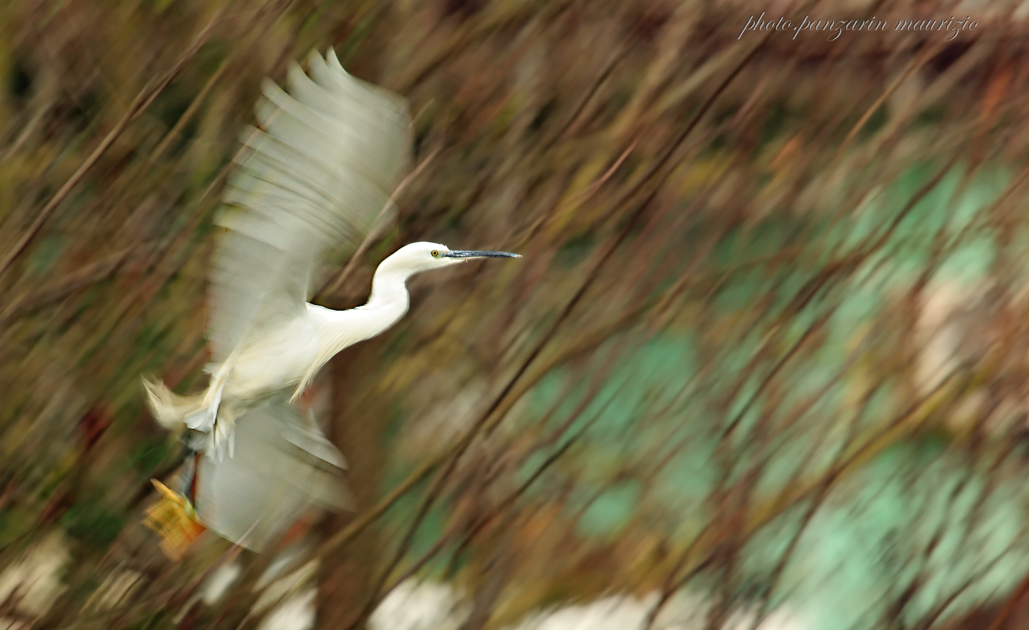 egret