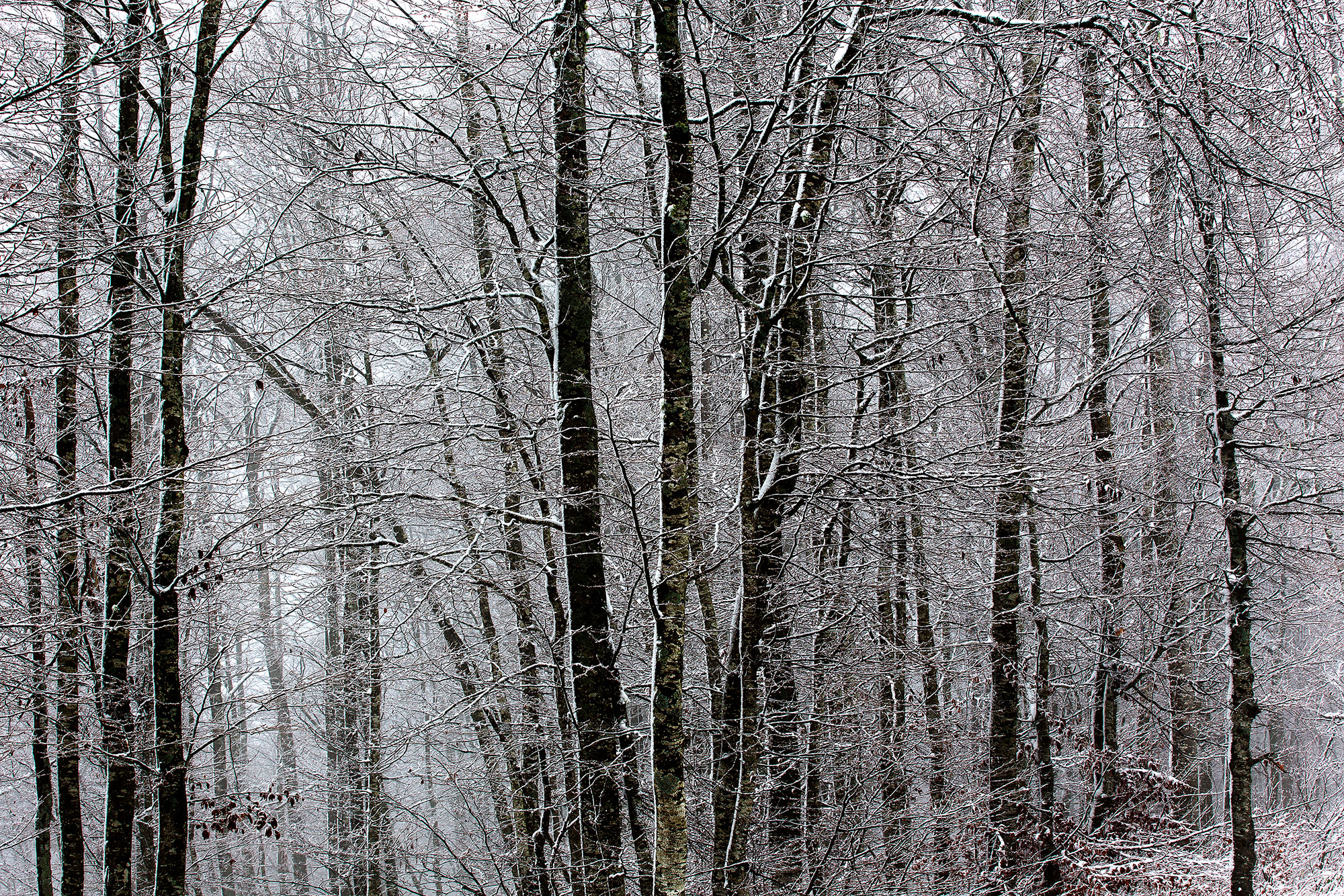 foresta innevata