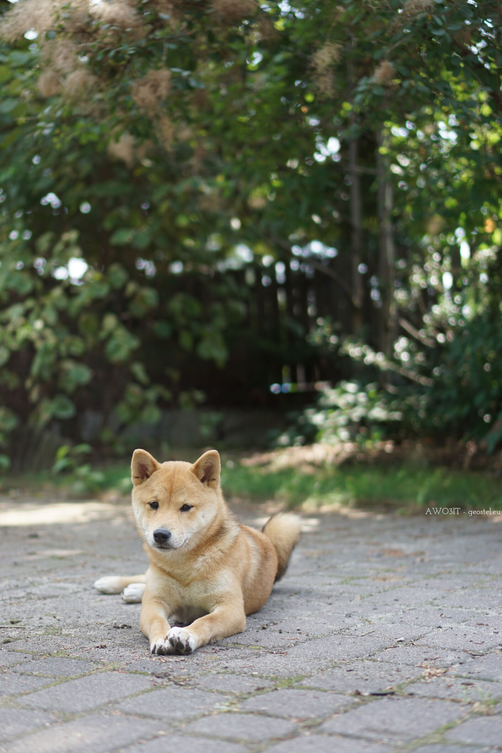 Aki la Shiba Inu