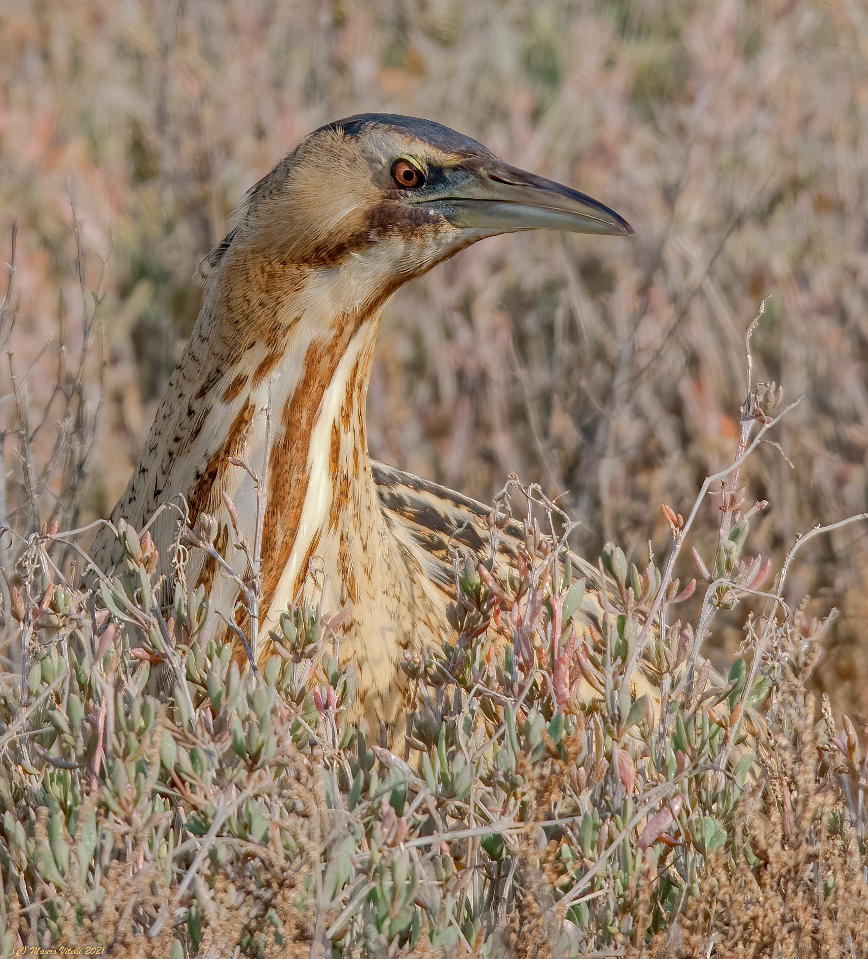Tarabuso Department (Botaurus stellaris)