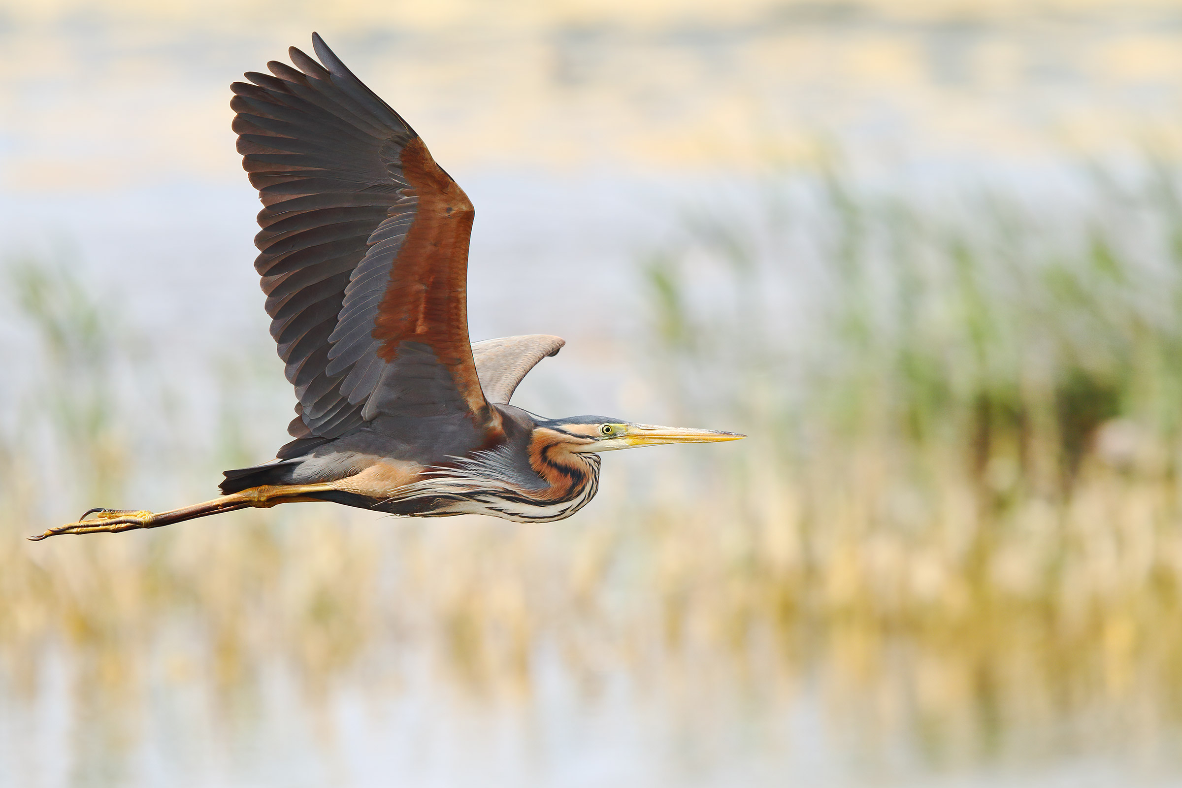 Red Heron