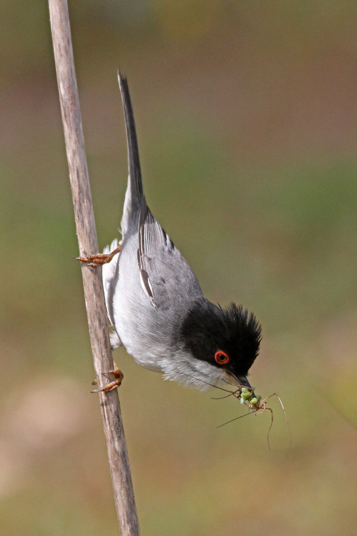 Occhiocotto -