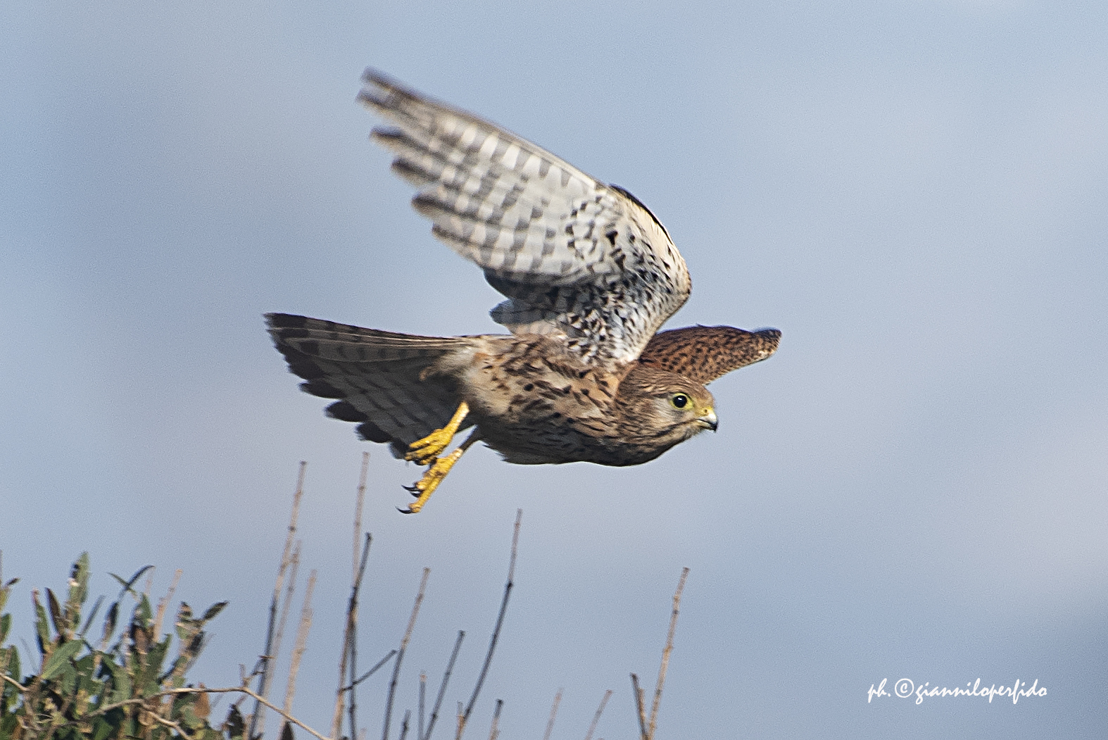 Gheppio in volo