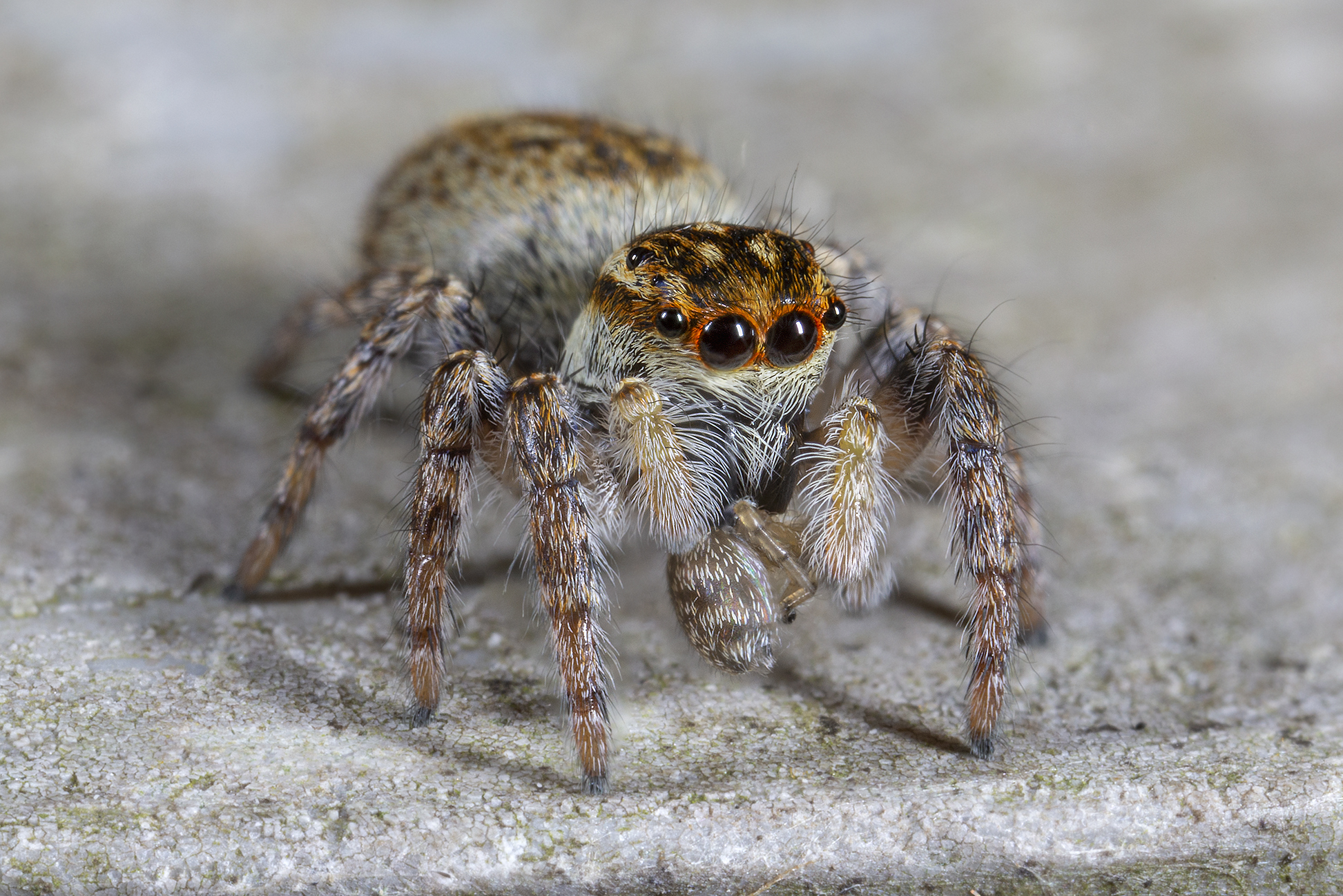 Carrhotus xanthogram female