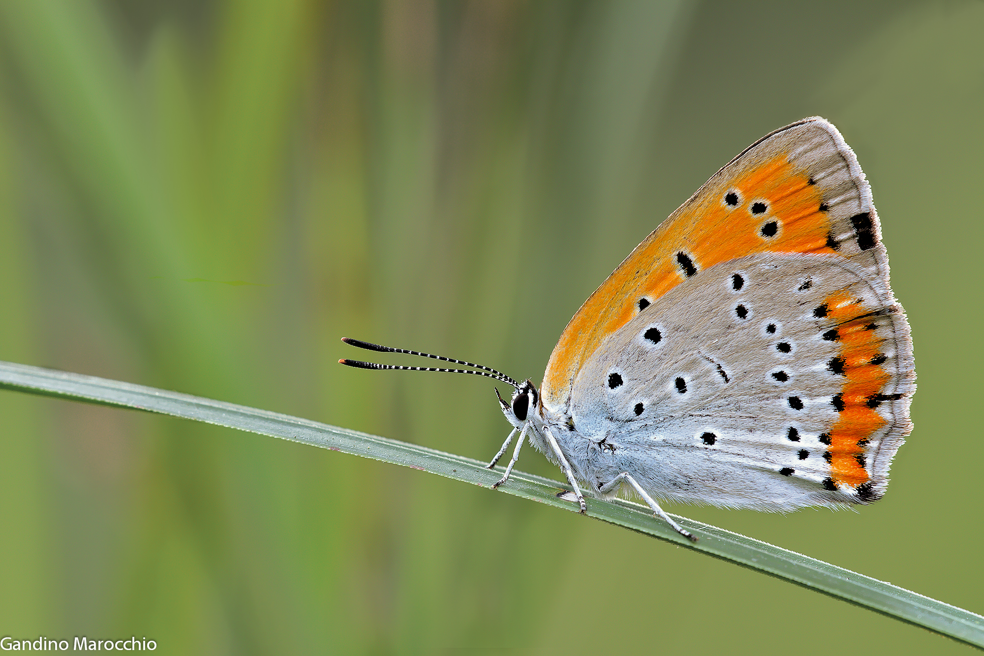 Lycaena Dispar